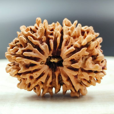 14 mukhi