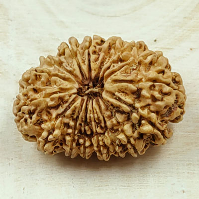 16 mukhi