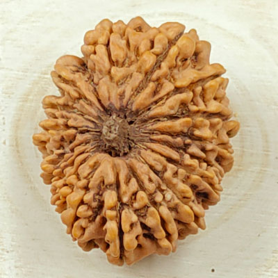 17 mukhi