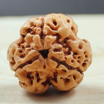 NATURAL 3 MUKHI RUDRAKSHA (NEPAL)