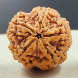 5 mukhi