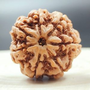 7 mukhi