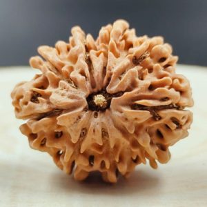 9 mukhi