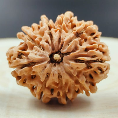 9 mukhi