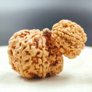Garbh Gauri RUDRAKSHA