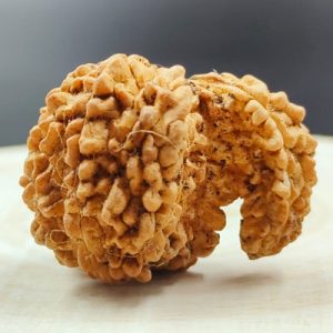 Kamal-RUDHRAKSHA