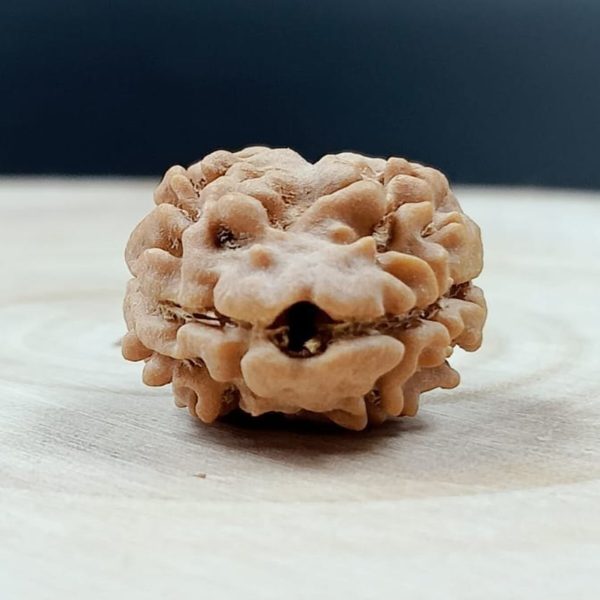 NATURAL 2 MUKHI RUDRAKSHA (NEPAL) 15.62 MM