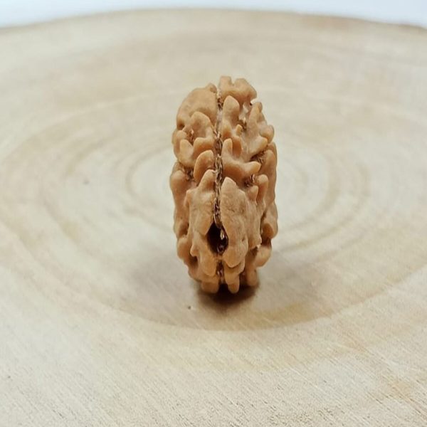 NATURAL 2 MUKHI RUDRAKSHA (NEPAL) 15.62 MM