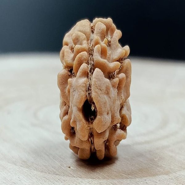 NATURAL 2 MUKHI RUDRAKSHA (NEPAL) 15.62 MM