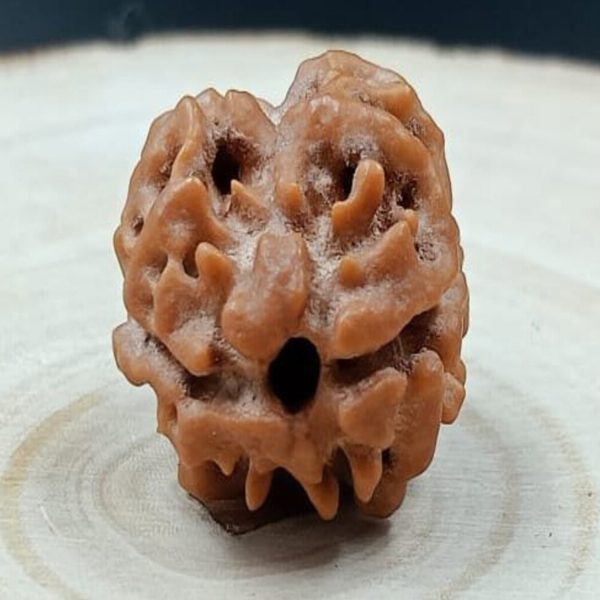 NATURAL 2 MUKHI RUDRAKSHA (NEPAL)