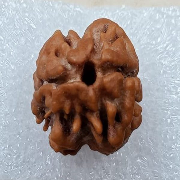 NATURAL 2 MUKHI RUDRAKSHA (NEPAL)