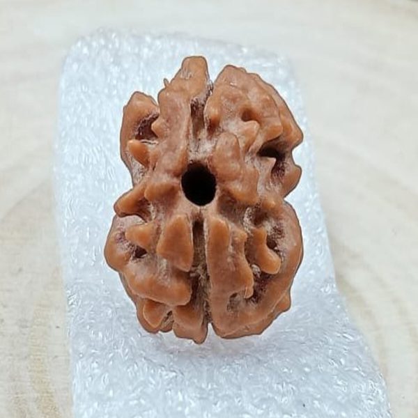 NATURAL 2 MUKHI RUDRAKSHA (NEPAL)