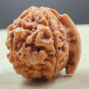 ganesh rudraksha